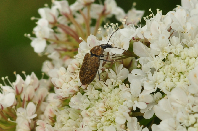 Si tratta di un curculionidae? no, Mycterus curculioides